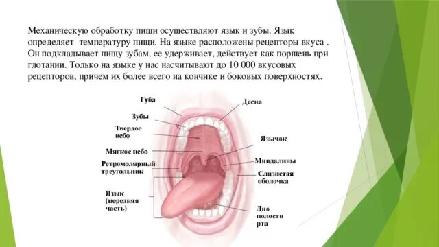 Вкусовые рецепторы ротовой полости. Расположение язычка во рту. Пищеварение в ротовой полости. Какой размер языка