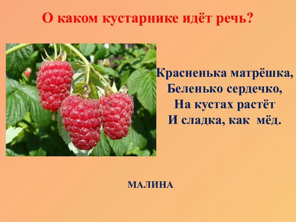 Ответ на загадку красненькая матрешка. Красненькая матрёшка Беленькое сердечко. Красная Матрешка Беленькое сердечко. Красненькая матрёшка Беленькое сердечко отгадка. Малина Беленькое сердечко.