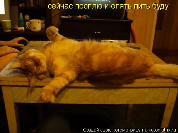 спишь сегодня на кухне. красивая девушка на кухне. уснула на кухне. чай для сна. холодильник ночью.