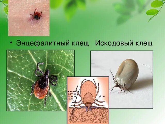 Как распознать энцефалитного клеща
