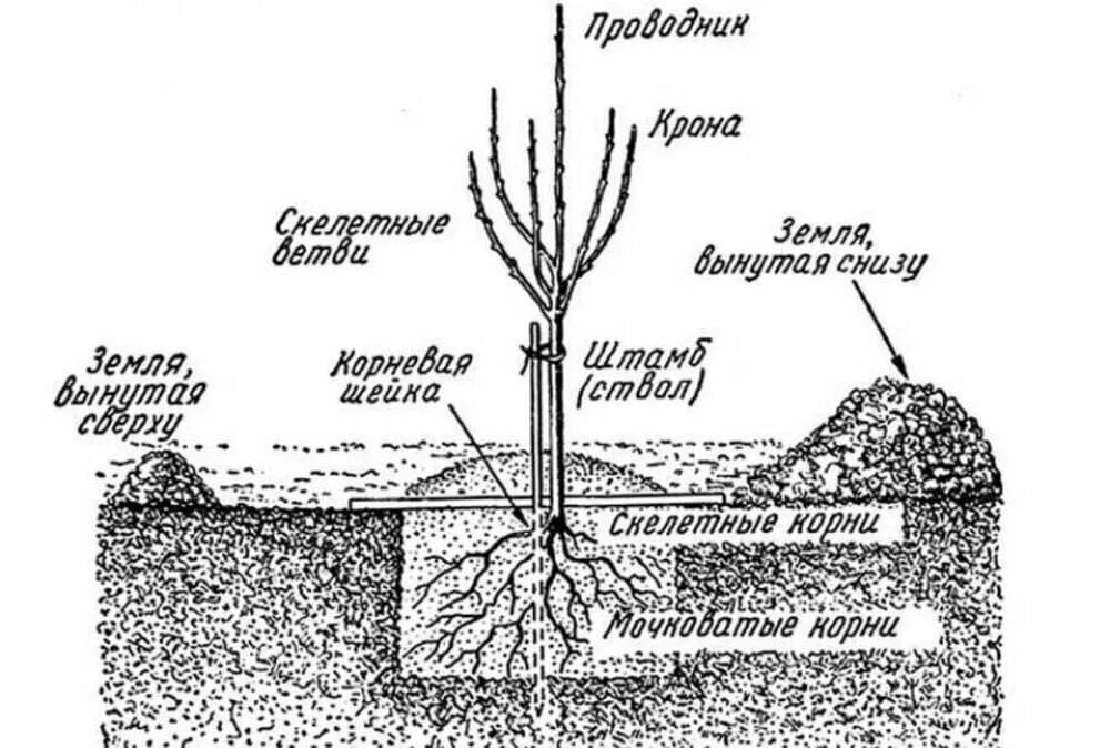 Как правильно садить яблоню весной. Схема посадки саженцев яблони. Схема посадки саженцев плодовых деревьев. Схема посадки саженца яблони. Схема посадки яблони весной.
