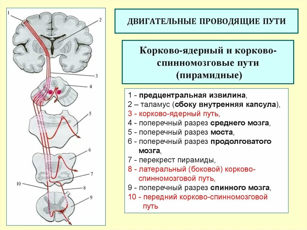 Перерезка блуждающего нерва. Двигательеый пирамидальный корково-ядерный путь. Корково ядерный путь неврология. Двигательный пирамидный путь схема. Корково спинномозговой путь неврология.