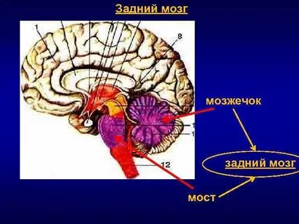 Задний мозг человека