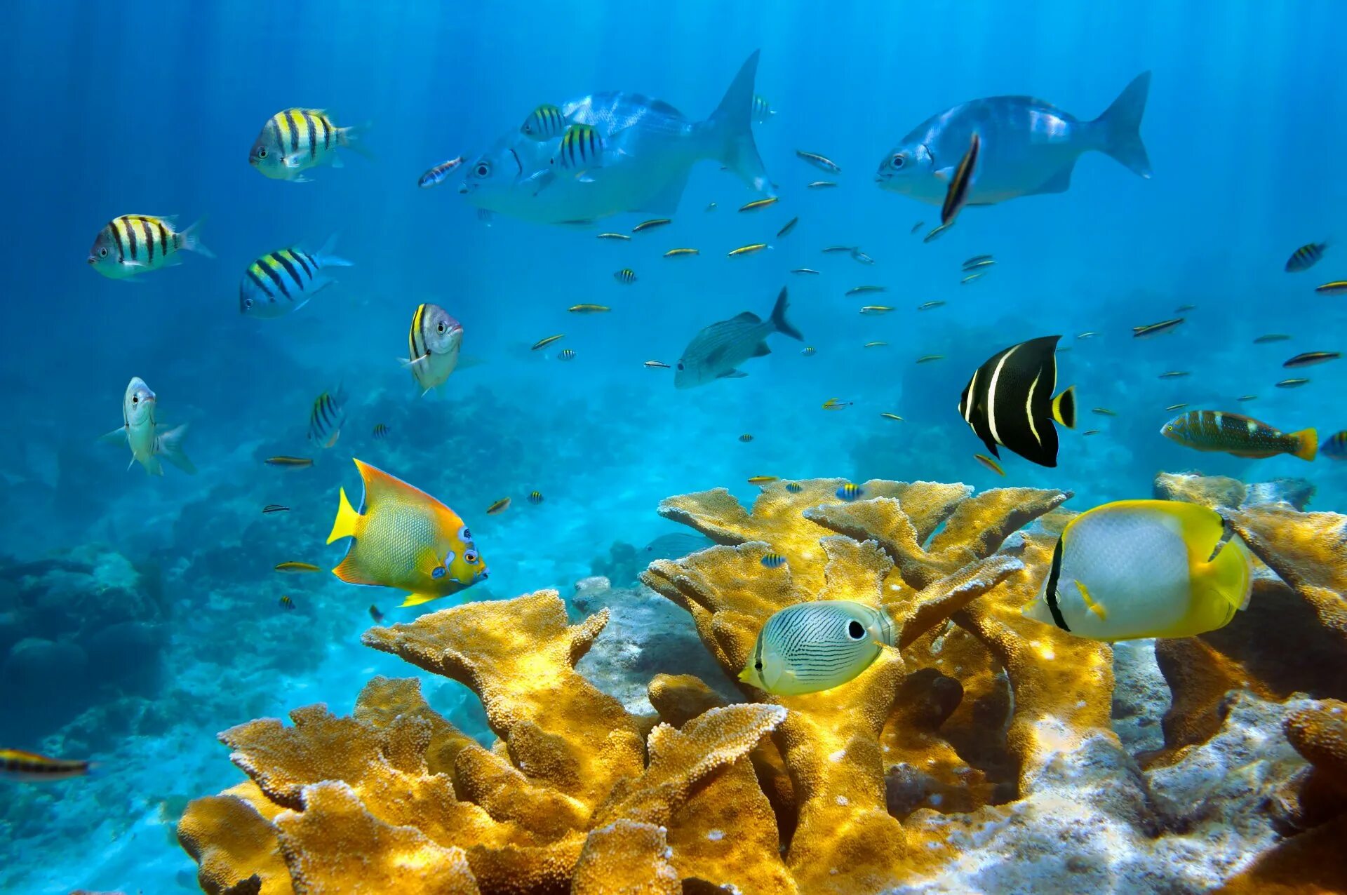Морские рыбы в океане. Шарм-Эль-Шейх море. Подводный мир океана. Подводные обитатели океана. Рыбки в море.
