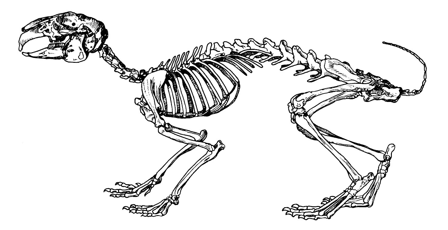 Скелет млекопитающих кролик. Рис 152 скелет кролика. Строение кролика кости. Осевой скелет кролика.
