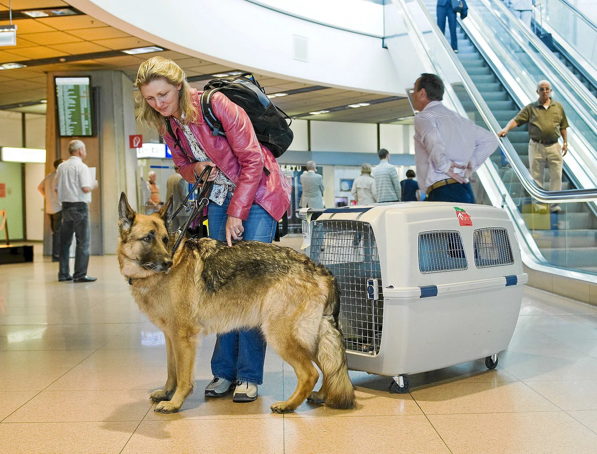 Перевозка собак в самолете. Переноска для животных в аэропорту. Крупные собаки в аэропорту. Питомцы в аэропорту. Выезд собаки за границу