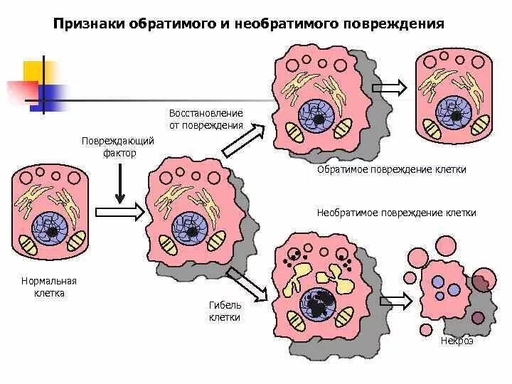 Повреждение клетки. Необратимые повреждения клетки. Обратимий повреждения клетки. Признаки необратимого повреждения клеток. Необратимые изменения клетки