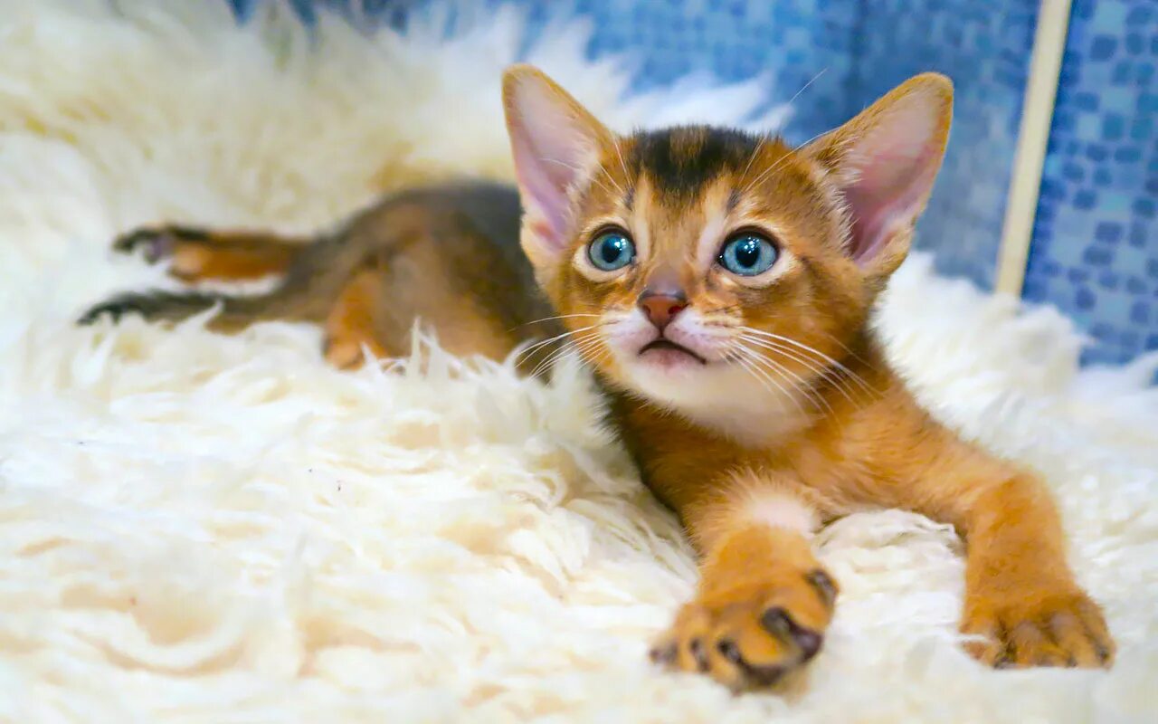 Котята милашки. Как будет выглядеть котенок. Маленькие котяры. Маленькие кошечки. Маленькие котятки.