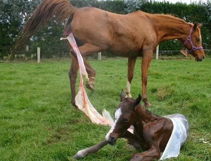 Сколько пройдет лошадь. Жеребенок с человеком. Рожа лошади. Рождение жеребенка у лошади.