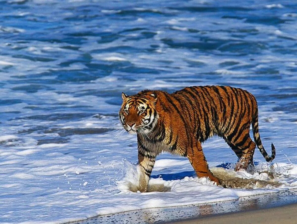 амурский тигр на реке амур. амурский тигр белый. берег тигра. радужный тигр. фото тигра.