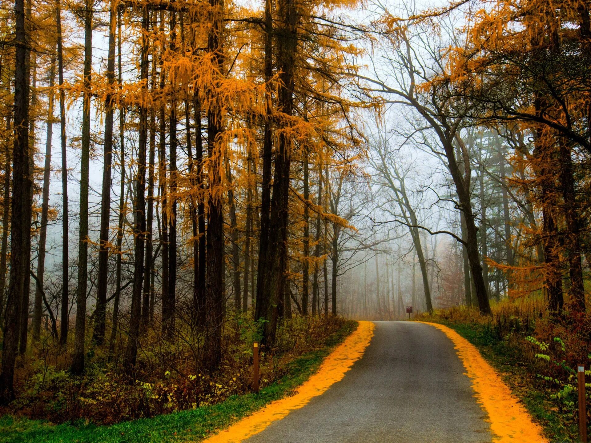 Осень. Осенняя дорога. Пейзаж лес. Осень в лесу.