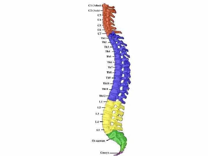 Верную последовательность расположения отделов позвоночника. Позвонки l1 th7. Корешки т9-т10. Корешок с1 поясничного отдела позвоночника. Th4 th10 позвонков.