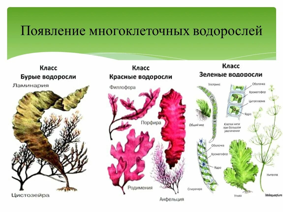 Многоклеточные водоросли рисунок. Эволюция многоклеточных водорослей. Бурые водоросли красные водоросли зеленые водоросли. Многоклеточные бурые водоросли.
