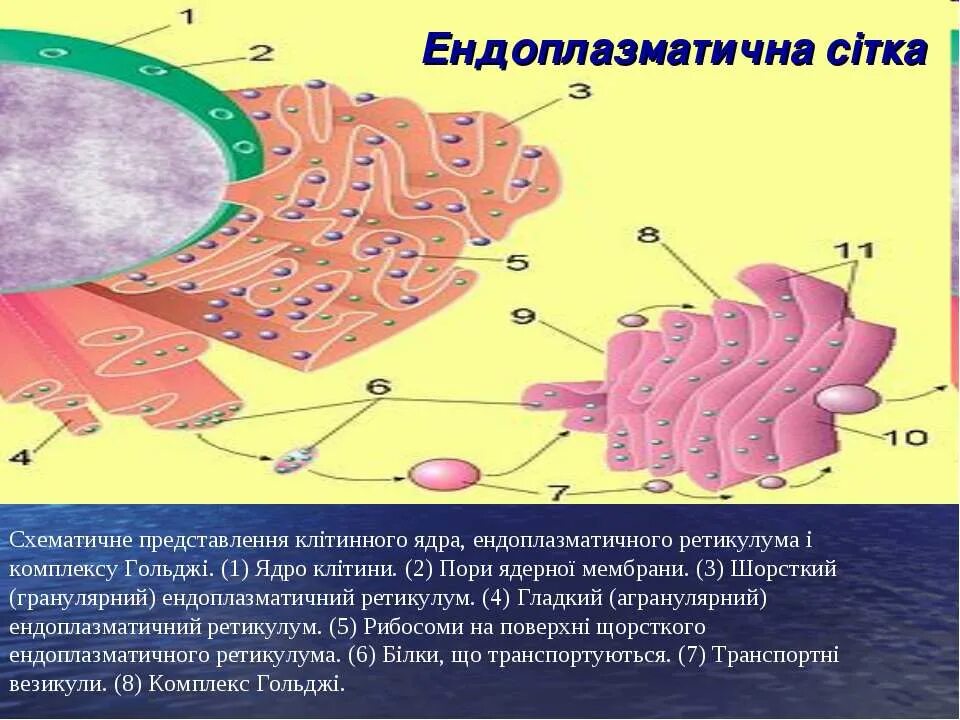 Размещается на мембране эндоплазматической сети рибосом