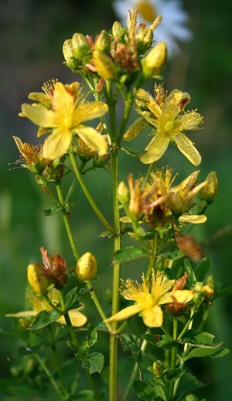 Зверобой продырявленный (Hypericum perforatum). Зверобой Монбре. Соцветие зверобоя продырявленного. Hypericum perforatum трава. Листья травы зверобой