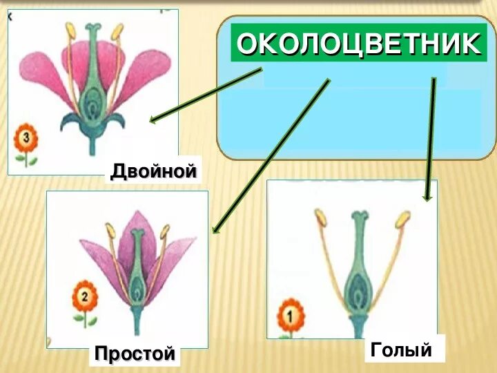 Какой околоцветник изображен на рисунке. Строение околоцветника. Околоцветник простой и двойной схема. Двойной околоцветник и простой околоцветник. Цветок с двойным околоцветником биология 6 класс.