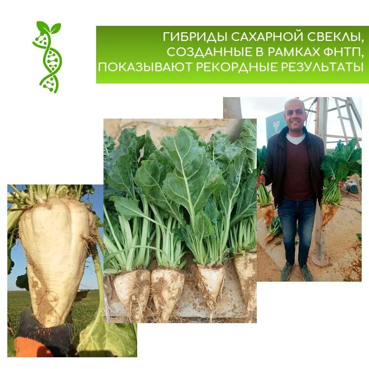 Федеральные научно-технические программы. Фнтп минсельхоза. Фнтп развития сельского хозяйства на 2017-2025 годы. Фнтп развития сельского хозяйства на 2017-2025 годы. Фнтп развития сельского хозяйства на 2017-2025 годы.