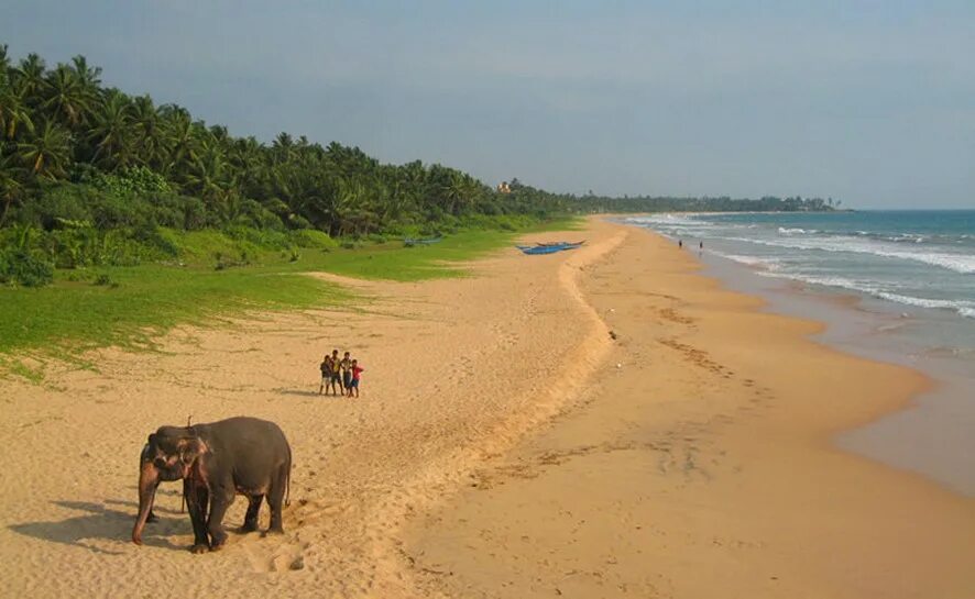 хирокития шри ланка. ваддува шри ланка. мыс фиолент (заказник). индийский океан керала. пляж хабарадува шри ланка.