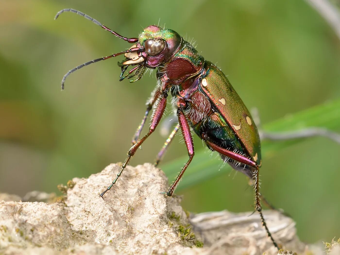 Скакун полевой Cicindela Campestris. Жук скакун. Жужелица скакун. Австралийский Жук скакун.