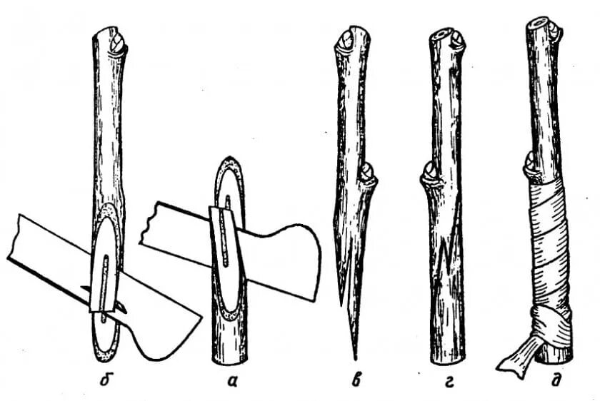 Срез черенка. Прививка окулировка и копулировка. Улучшенная копулировка плодовых деревьев. Схема прививки яблони. Окулировка вприклад схема.