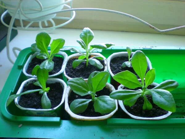 остеоспермум выращивание рассады когда сажать. цветок остеоспермум рассада. остеоспермум пикировка. остеоспермум черенки. сальвия остеоспермум.