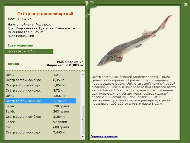 Объясните слова осетр. Возраст стерляди по весу. Вес осетровых. Осетр вес. Размер осетра по годам.