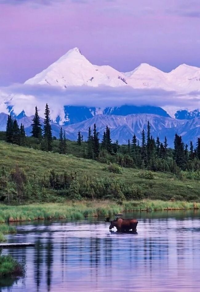 Аляска 05. Штат Аляска природа. Национальный парк Денали Аляска Дикая природа. Природа Аляски документальный. Аляска фото природы.