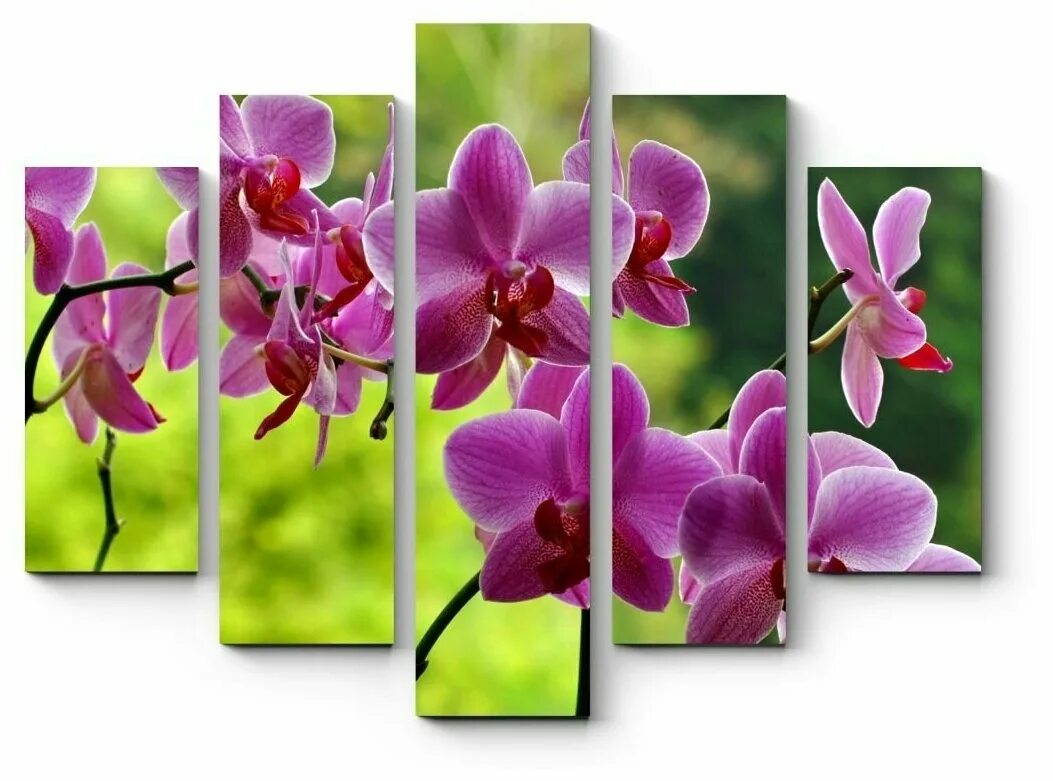 картина на стену орхидея. модульная картина прозрачные цветы. модульная картина орхидея. модульная картина орхидея. модульная картина орхидея.