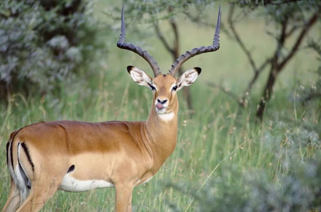 Файл:Dorcasgazellemarwell.jpg - Вікіпедія
