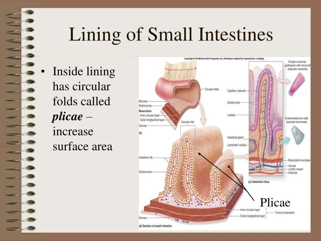 Lined inside. Lining. Inner lining. Rod inside line.