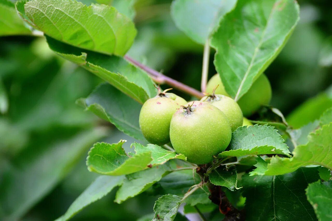 Яблоня и груша видео. Яблоня Донешта. Яблоня Malus domestica. Завязь яблони. Яблоня Ренет Кичунова.