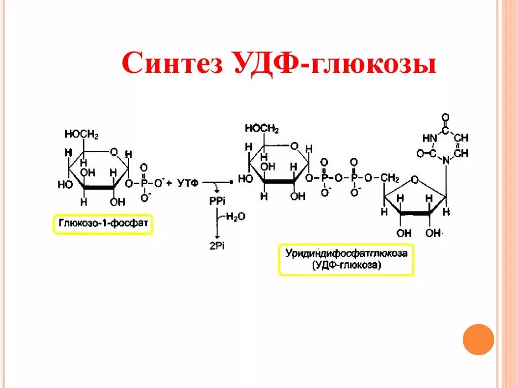 Биосинтез гликогена. Глюкозо 1 фосфат в УДФ глюкозу. УДФ-Глюкоза+d-фруктозо-6-фосфат. Реакция образования УДФ Глюкозы. Реакция образования УДФ Глюкозы из глюкозо 1 фосфат.