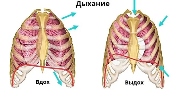 Грудная клетка при вдохе приподнимается. Грудная клетка на вдохе и выдохе. Вдох выдох. Диафрагма и легкие. Дыхание вдох и выдох.