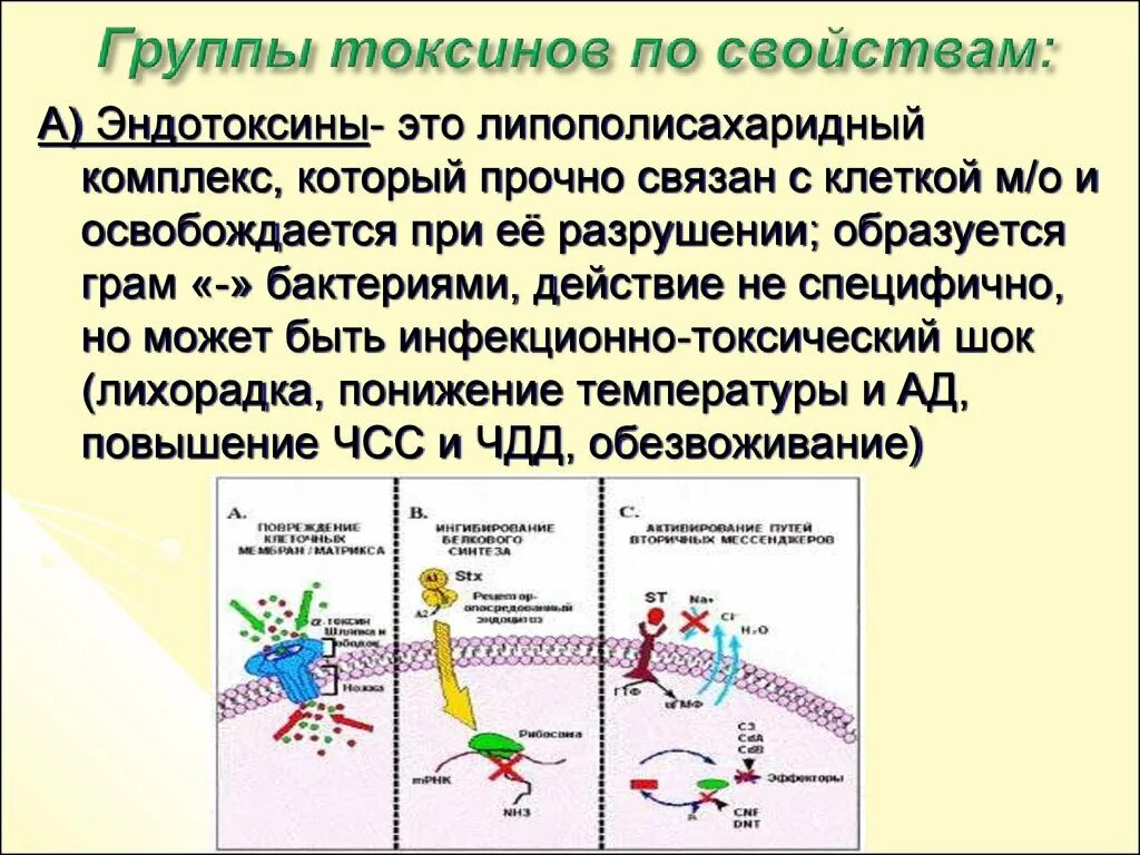 Классификация эндотоксинов. Группы токсинов. Группы экзотоксинов. Свойства эндотоксинов. Группа токсин