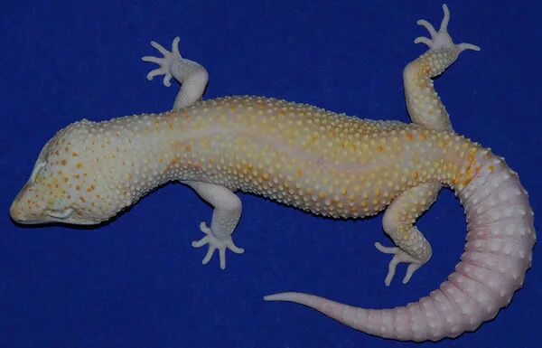 Фаер флеш эублефар. Дримсикл морфа. Морфа нова. Морфа нова. Морфа нова.