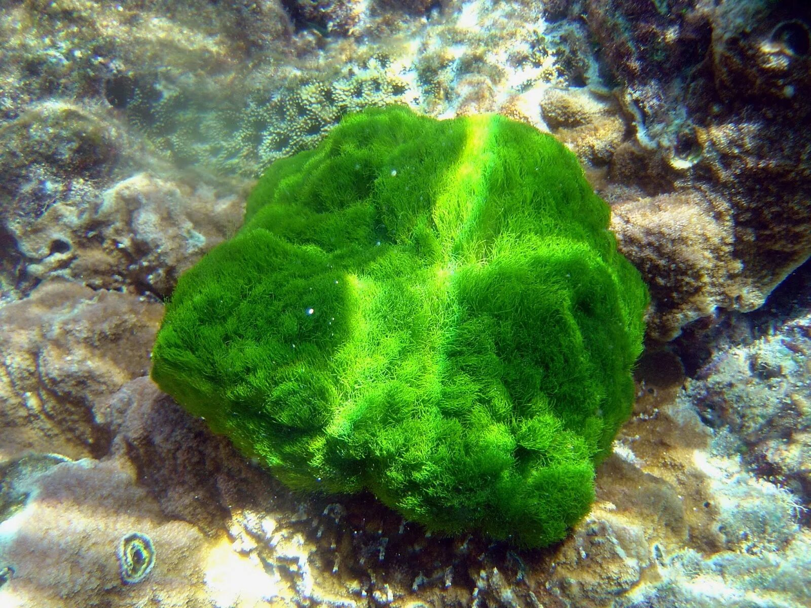 Хлорелла водоросль. Зеленые водоросли хлорелла. Водоросль хлорелла обыкновенная. Вид водоросли хлорелла.