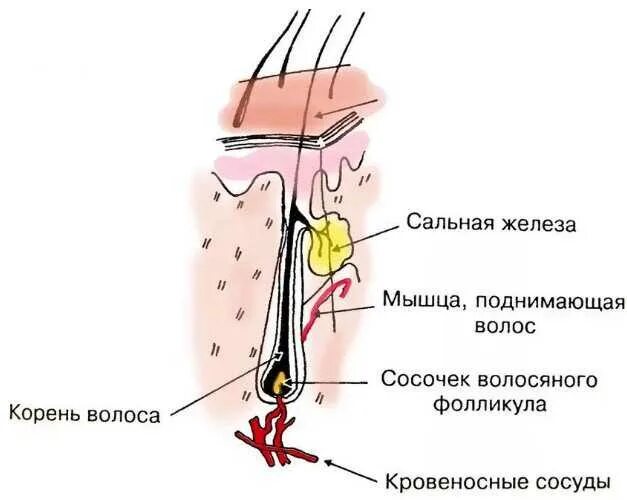 Тонкий корень волоса