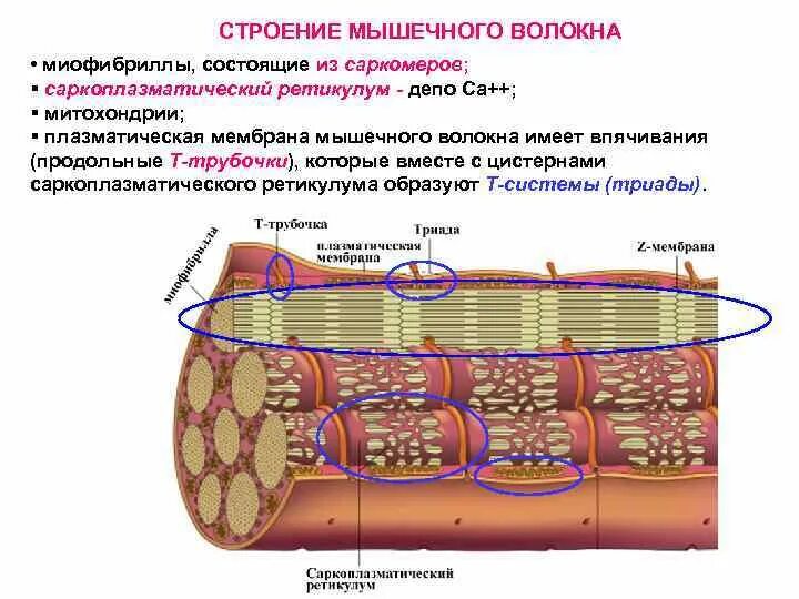 Миофибриллы состоят из. Строение мышцы саркоплазматический ретикулум. Строение саркомера мышечного волокна физиология. Мышечные волокна миофибрилла схема. Саркоплазматический ретикулум мышечного волокна.