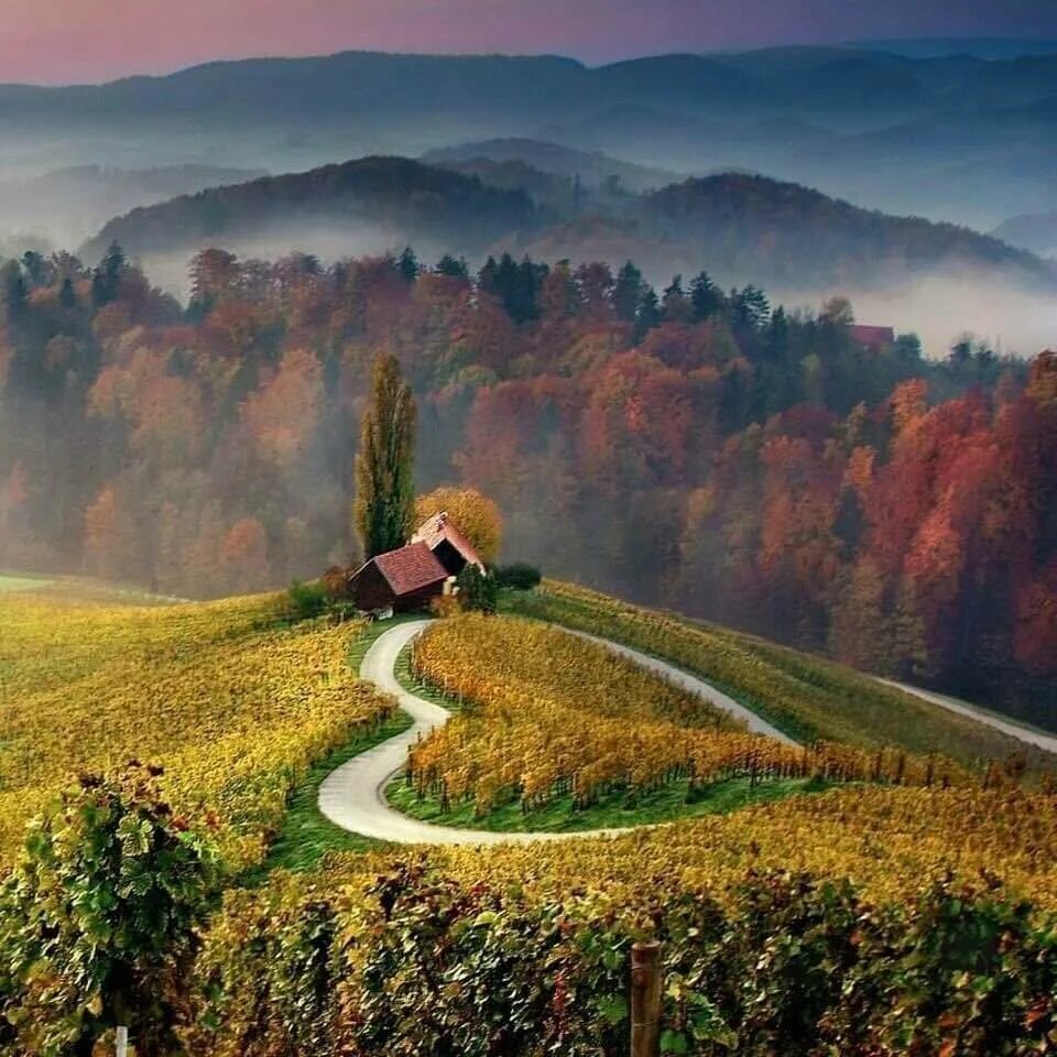 гармония природы. жозефина уолл дерево тысячелетия. красота природы. рассвет в горах. жозефина уолл мать земля.