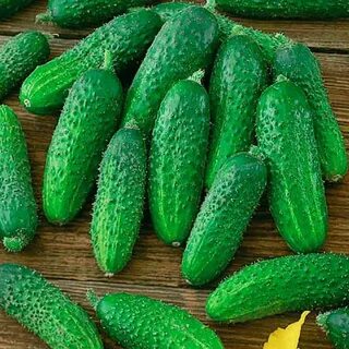 Сорт огурцов монастырские