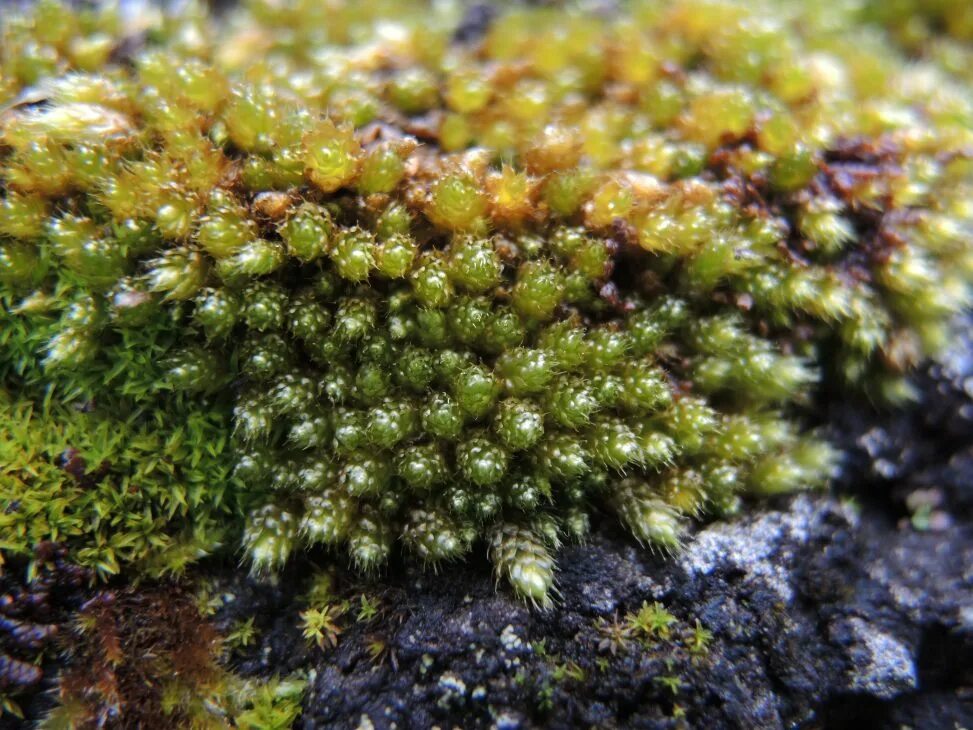 Фукус водоросль аскофиллум. Ламинария в северном ледовитом океане. Водоросли баренцева моря. Диатомовые водоросли антарктида. Прибрежные водоросли обитающие в арктических морях.