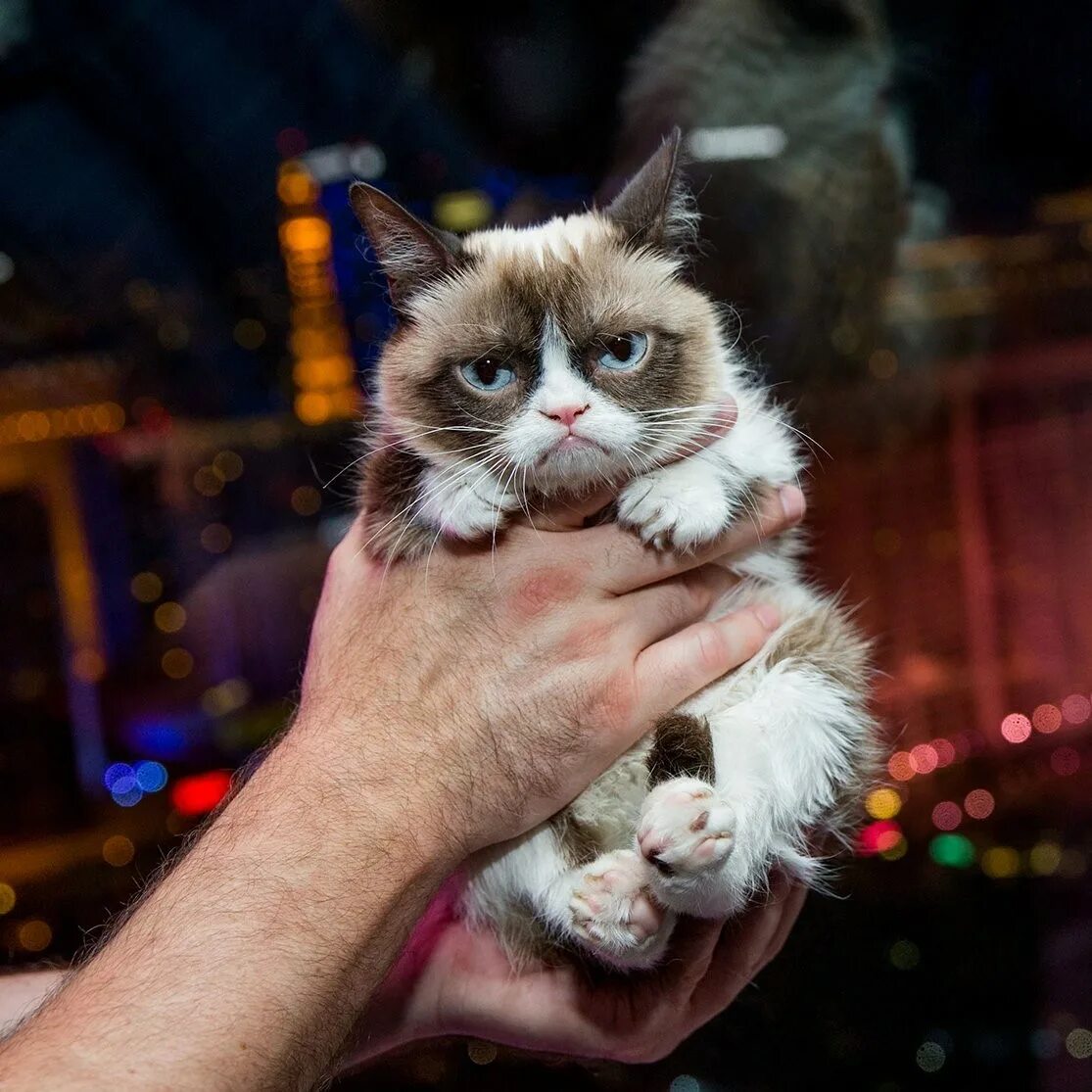 Недовольный котенок. Котик Тардар. Самый известный кот в интернете. Вечно маленькие кошки. Животные миллионеры
