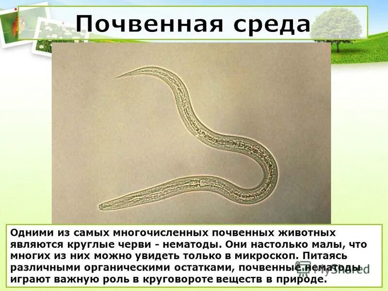 Самые многочисленные народы. Крупные города агломерации. Какие народы проживают в ростовской области. Императорский пингвин высиживает яйцо. Крупные города агломерации.