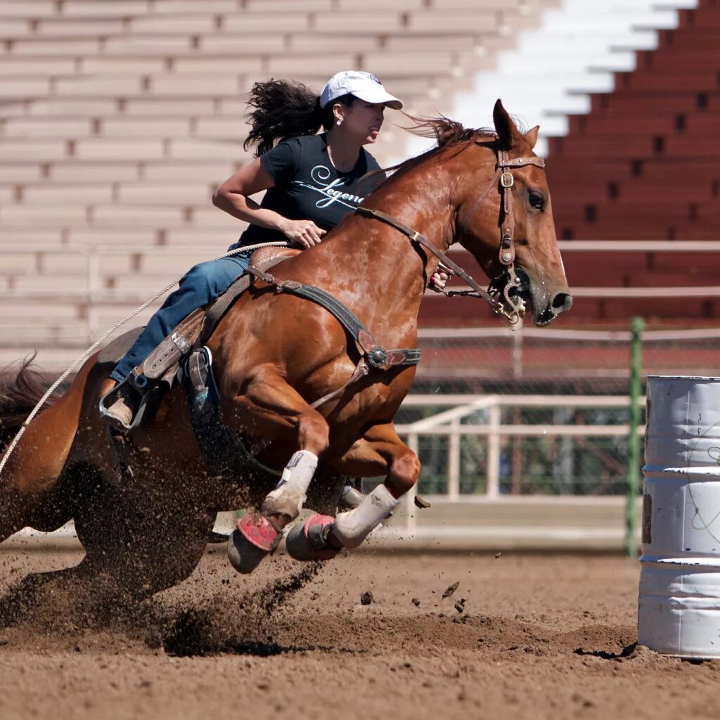 Sports horse. Лошади спорт. Конный спорт. Конный спорт спортсмены. Лошади конный спорт.