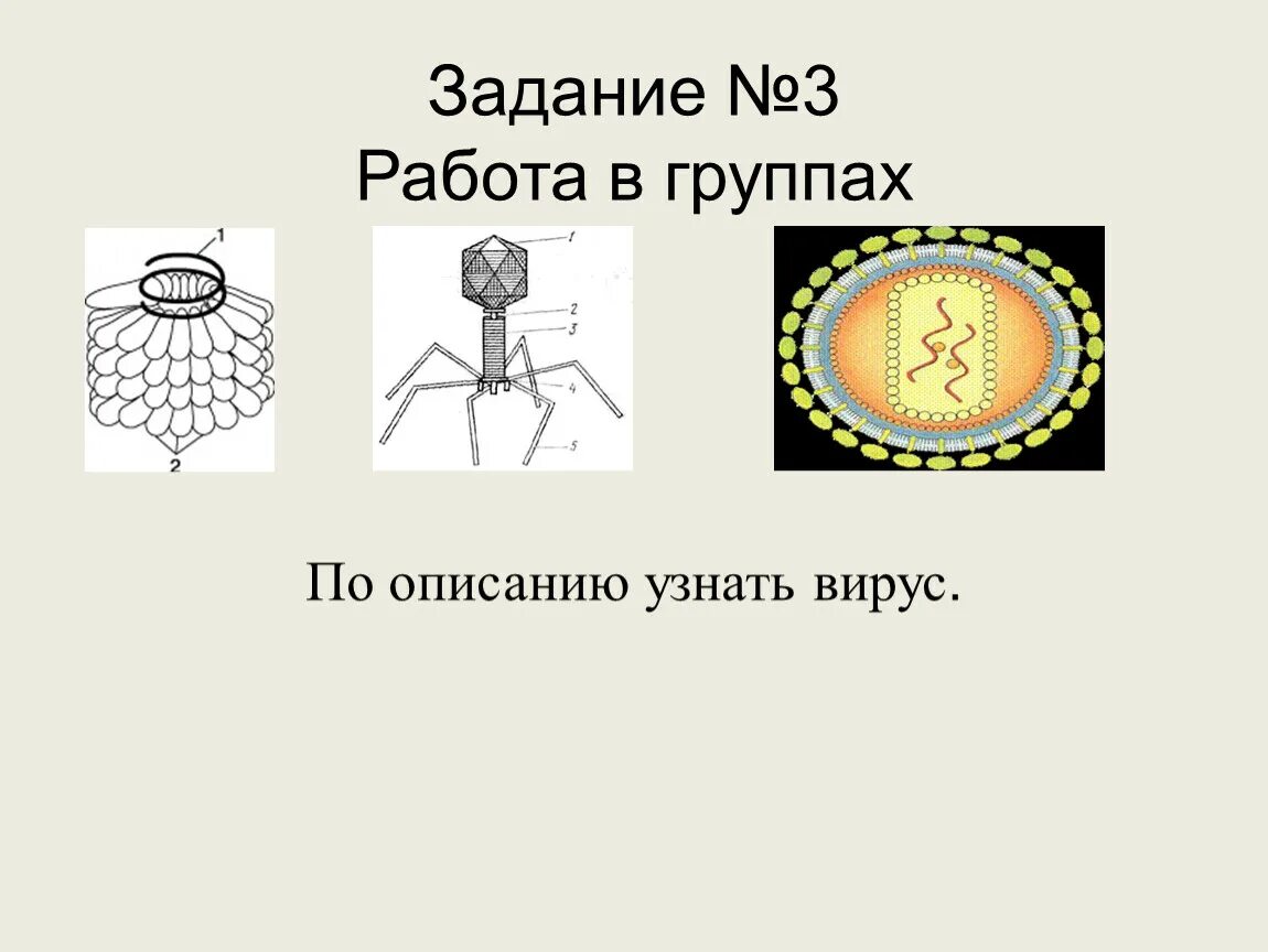 Вирусы биология задания. Строение вируса биология 10. Вирусы биология 10 класс. Задания по теме вирусы. Урок вирусы 10 класс биология.