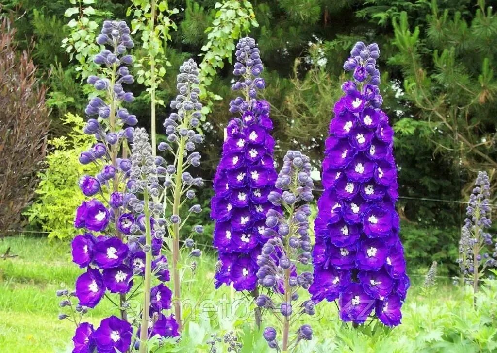 Дельфиниум Delphinium King Arthur (1 упаковка (семена)) - купить по низкой цене 