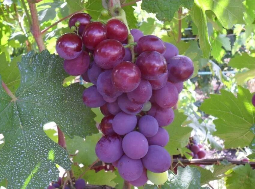 Виноград низина описание сорта