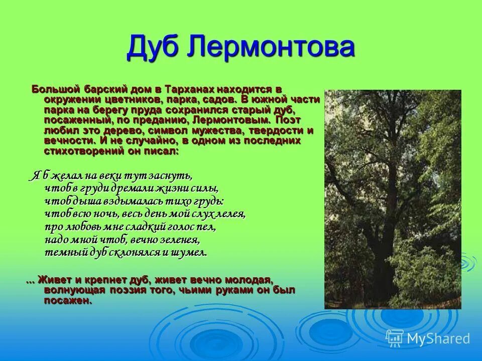 Доклад о дереве. Дуб пугачева в марий эл история. Какова высота дуба. Петровские дубы презентация. Интересные факты о дубе.