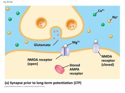 Receptor