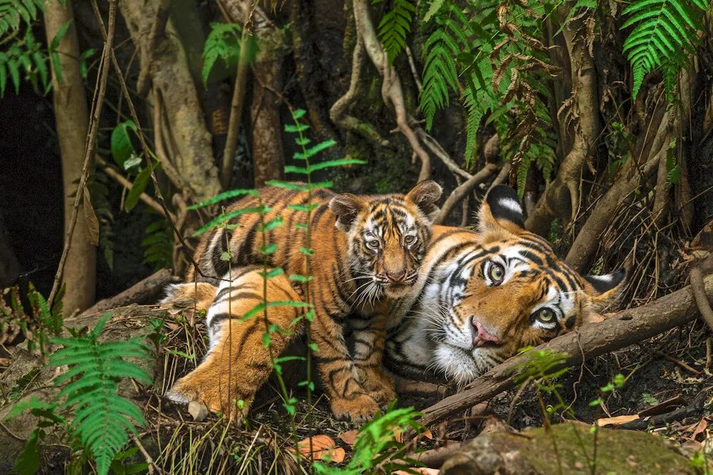 National wildlife. Тайгер тигр в джунглях. Тигр тропического леса Индии. Тигр в тропиках. Тигр в лесу.